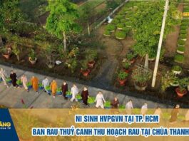 HÌNH ẢNH NI SINH HVPGVN TẠI TP. HCM THU HOẠCH RAU THỦY CANH TẠI CHÙA THANH TÂM